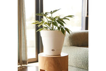 Load image into Gallery viewer, Northcote Pottery Leonard Self Watering Pot
