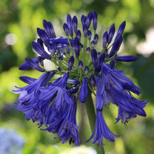 Load image into Gallery viewer, Agapanthus Purple Cloud

