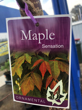 Load image into Gallery viewer, Acer Sensation - Box Elder Maple
