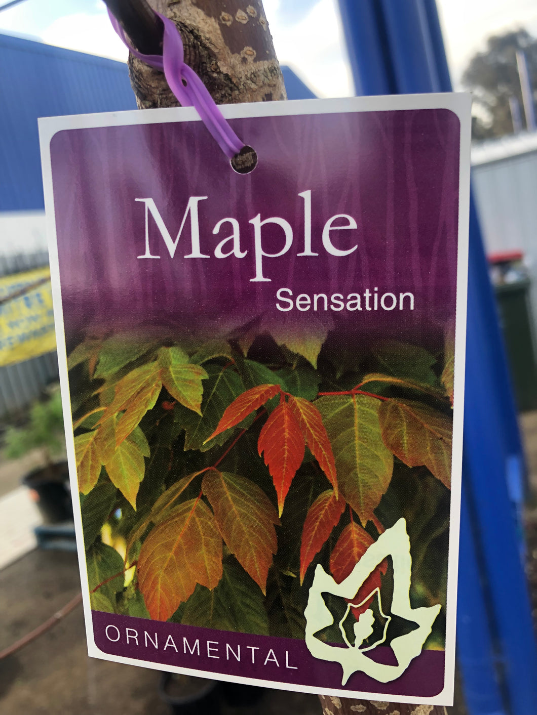 Acer Sensation - Box Elder Maple