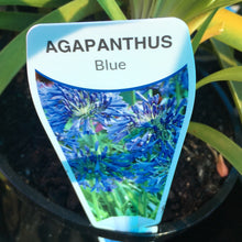 Load image into Gallery viewer, Agapanthus Blue
