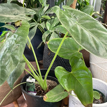 Load image into Gallery viewer, Alocasia Wentii

