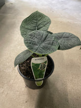 Load image into Gallery viewer, Alocasia Melo
