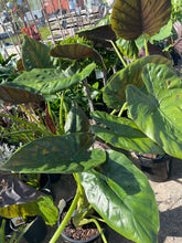 Load image into Gallery viewer, Alocasia Wentii
