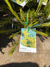 Load image into Gallery viewer, Acacia Floribunda
